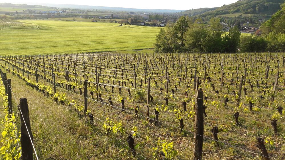 Caveau Tissot Thierry à Vaux en Bugey