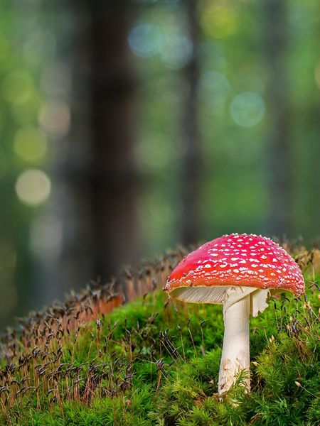 http://Balade%20accompagnée%20-%20À%20la%20découverte%20du%20monde%20fascinant%20des%20champignons