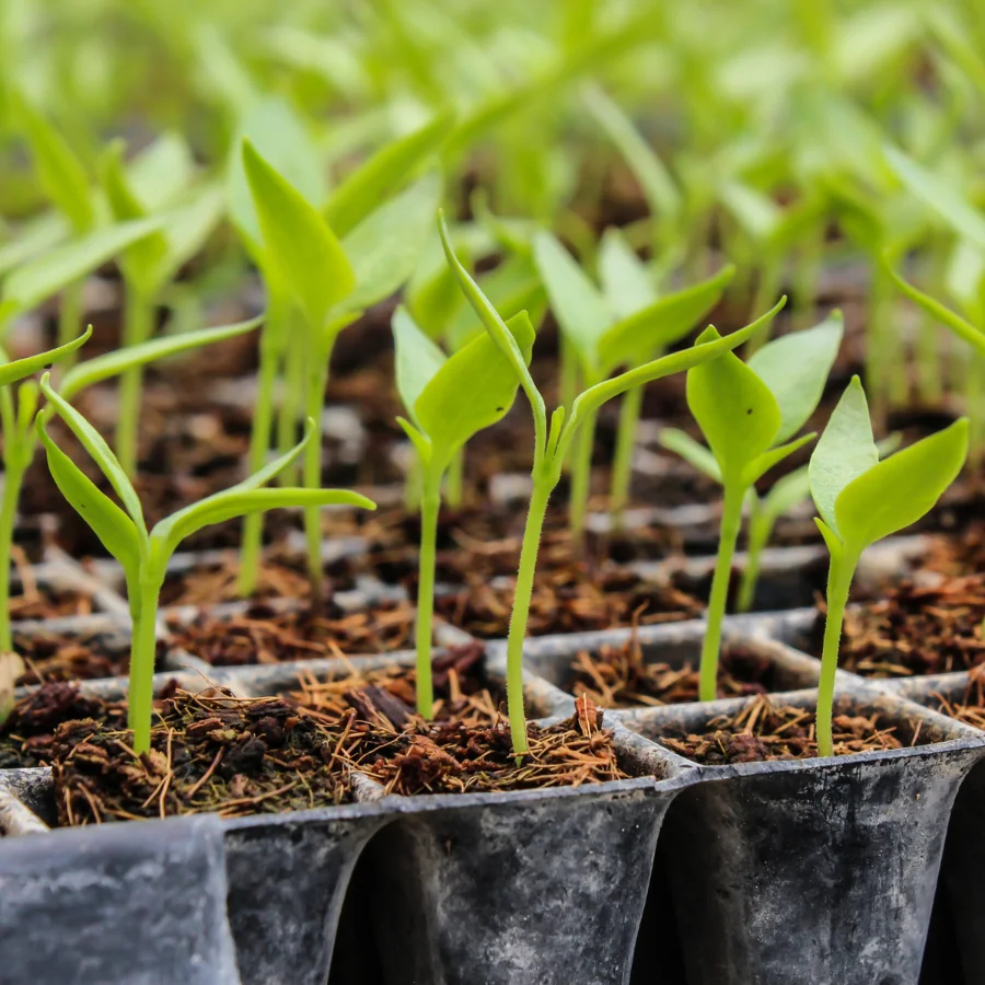 Bourse d’échange de printemps : La nature s’éveille à l’abbaye