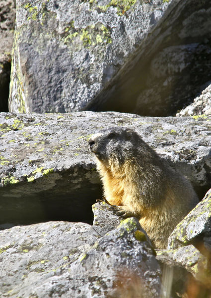 Les marmottes de Chambourguet