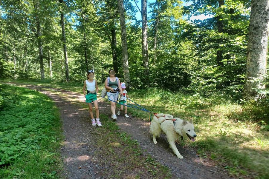 Chien de traineau des volcans