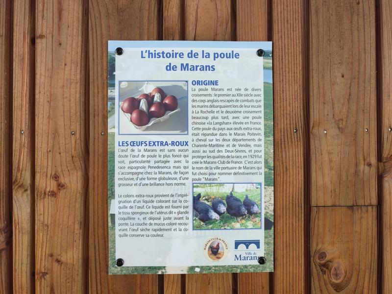 Poulailler conservatoire de la poule La Marans