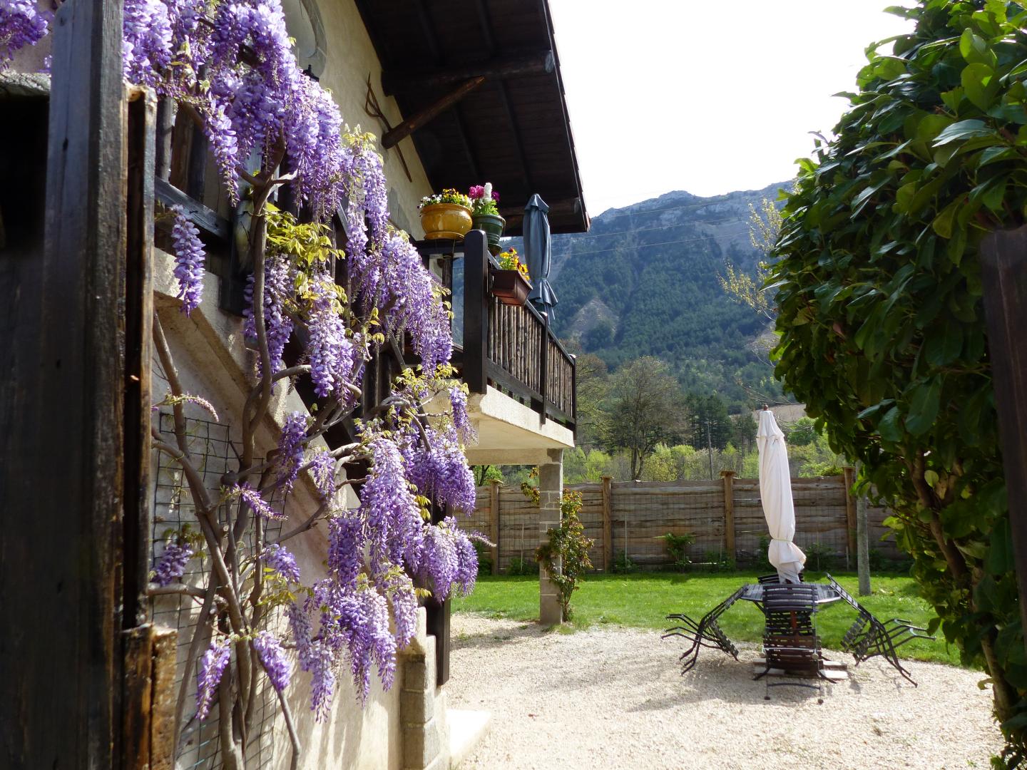 Au printemps, la glycine est en fleurs.