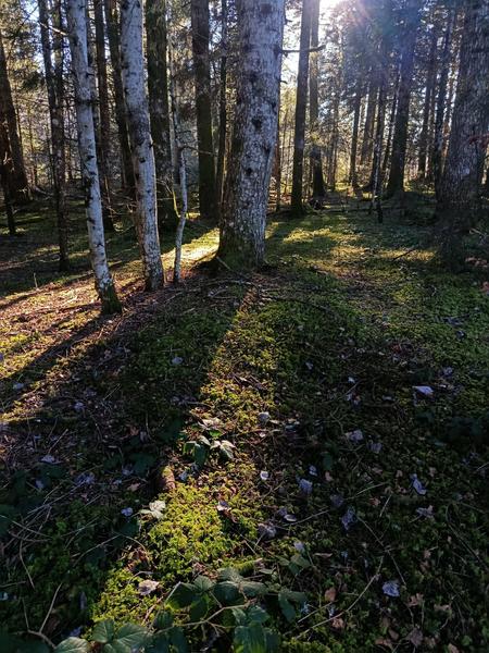 Ambiance forestière