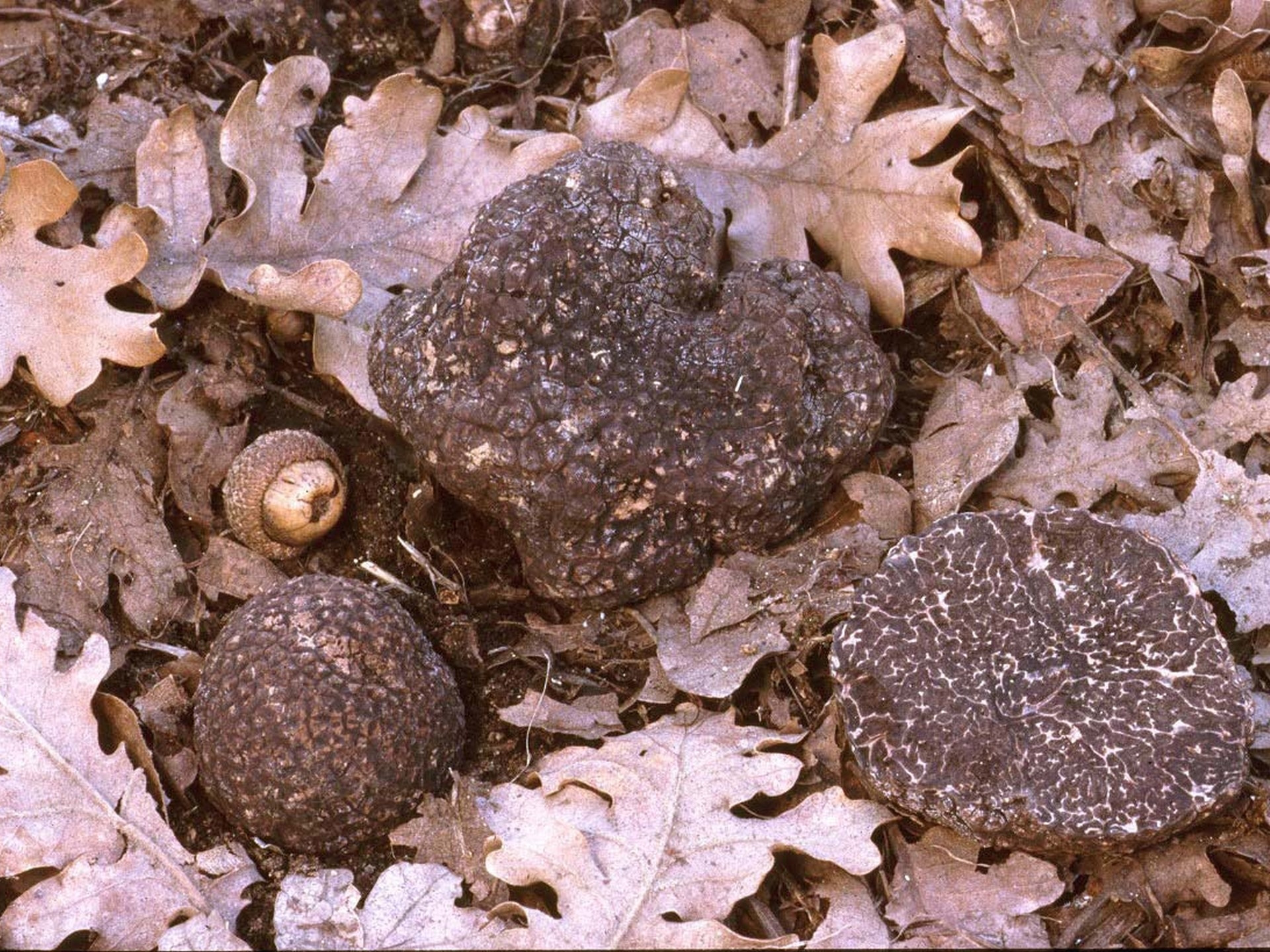 Salon du champignon, Aix-en-Provence - photo 3