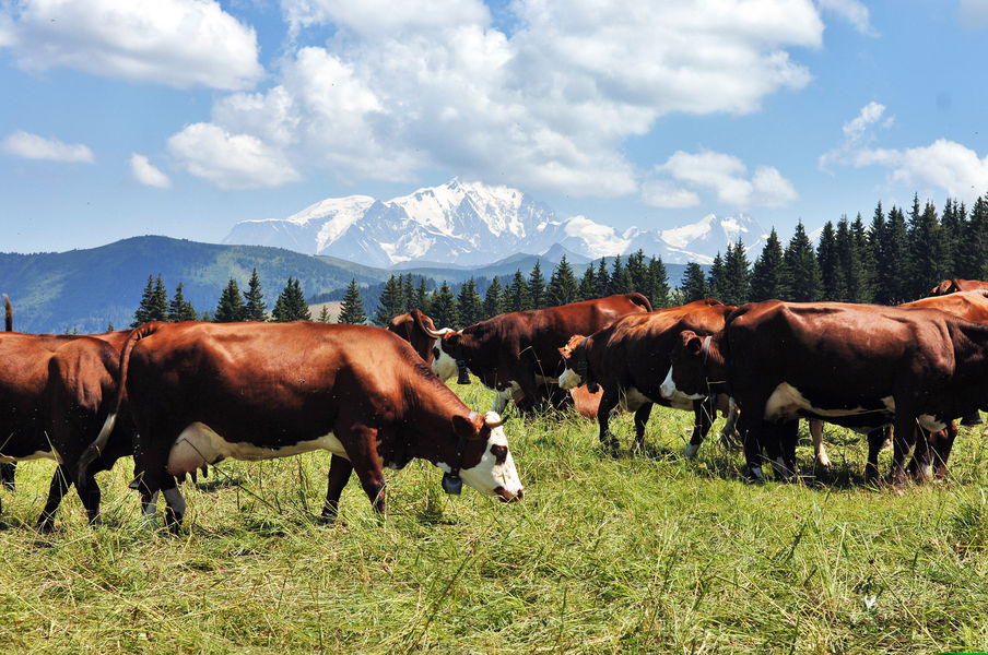 Vache laitière en alpage