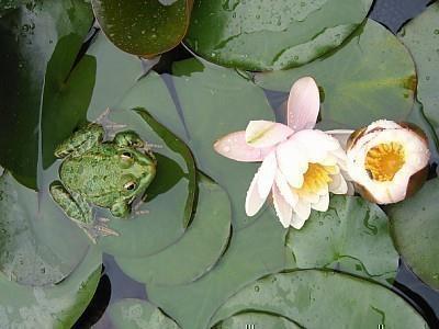 Les Oiseaux, Ceyreste - photo 22