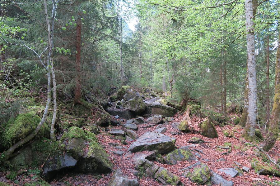 Itinéraire pédestre : du Lac de Montriond à la Cascade d’Ardent_Montriond