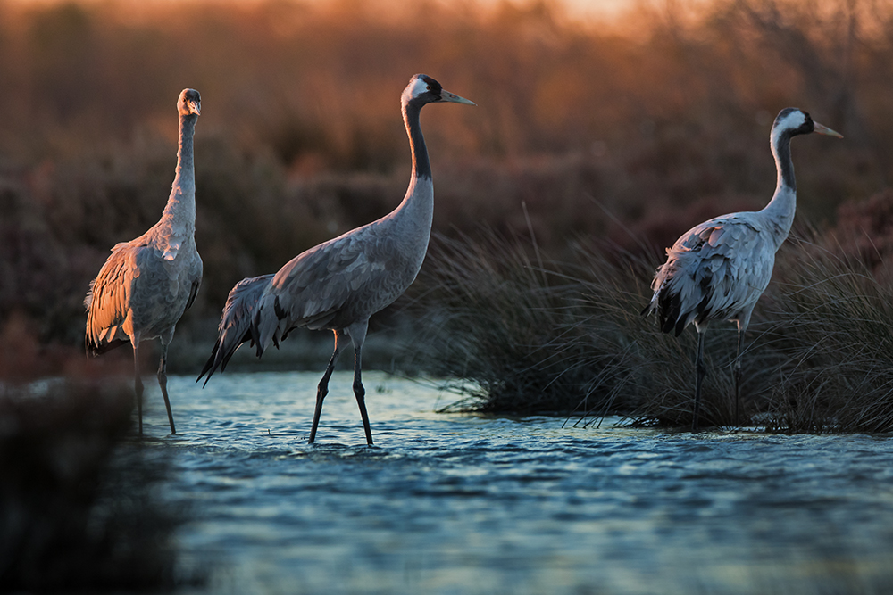 Grue-cendree©Clement-PAPPALARDO (2)