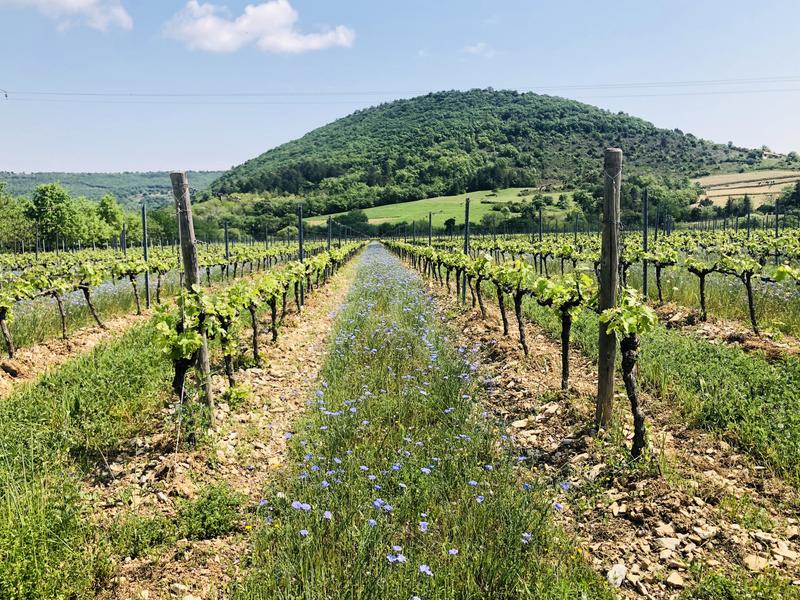 Vignes dAlba La Romaine