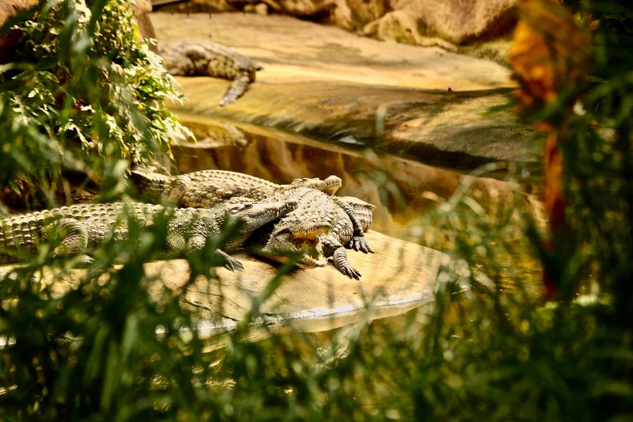 Salle de séminaire à la Ferme aux Crocodiles - Pierrelatte