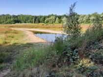 Découverte des étangs de la Dombes et des zones humides