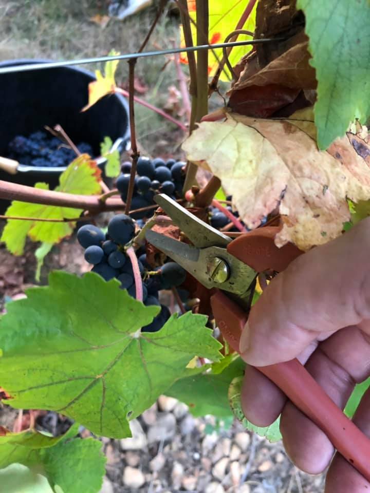 taille raisin