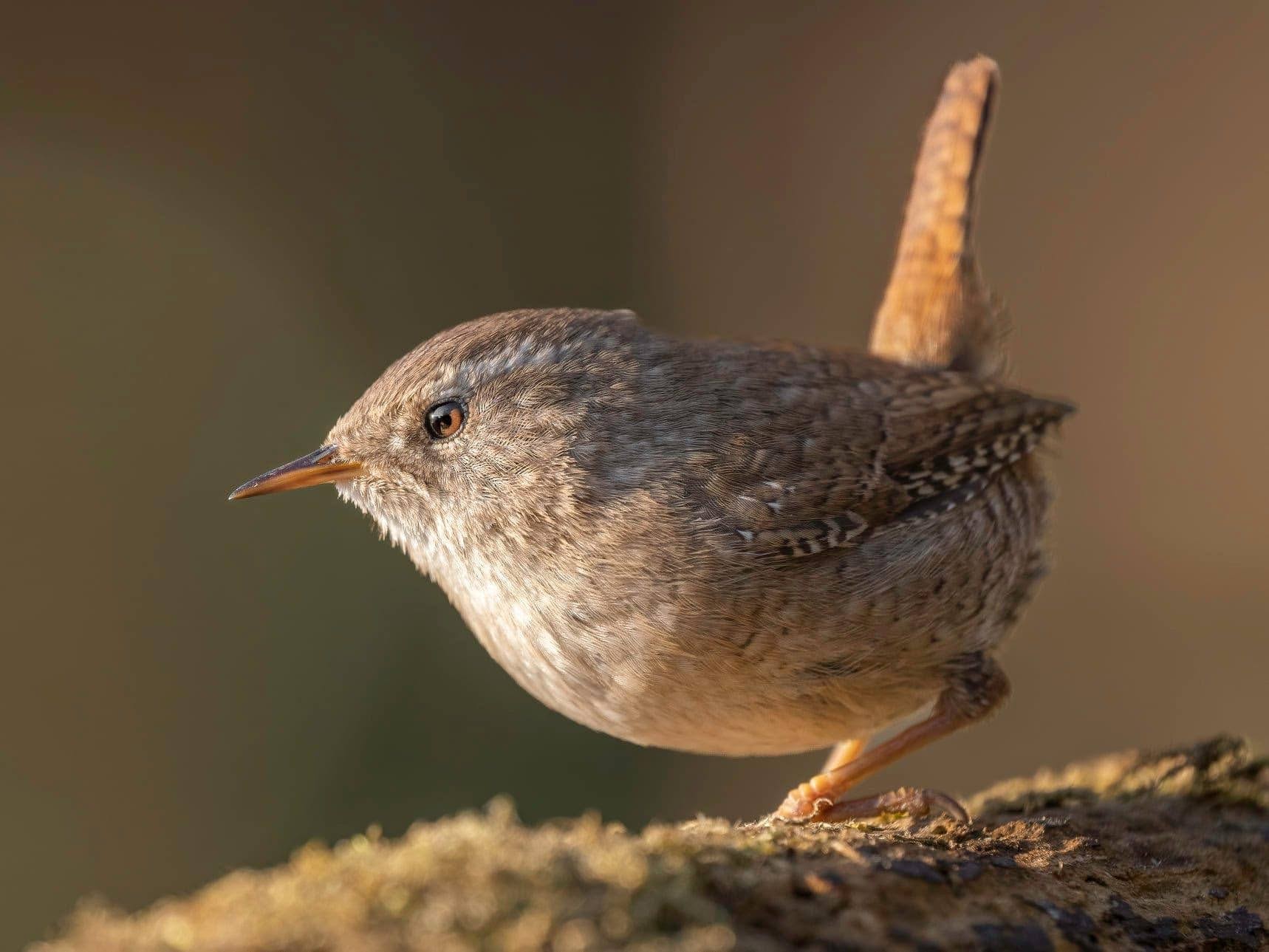 Sortie ornithologique