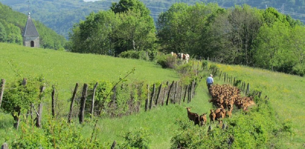 Gaec de la Pinsonne à Arandas