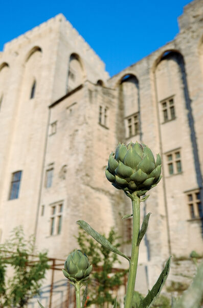 Jardins du Palais des papes