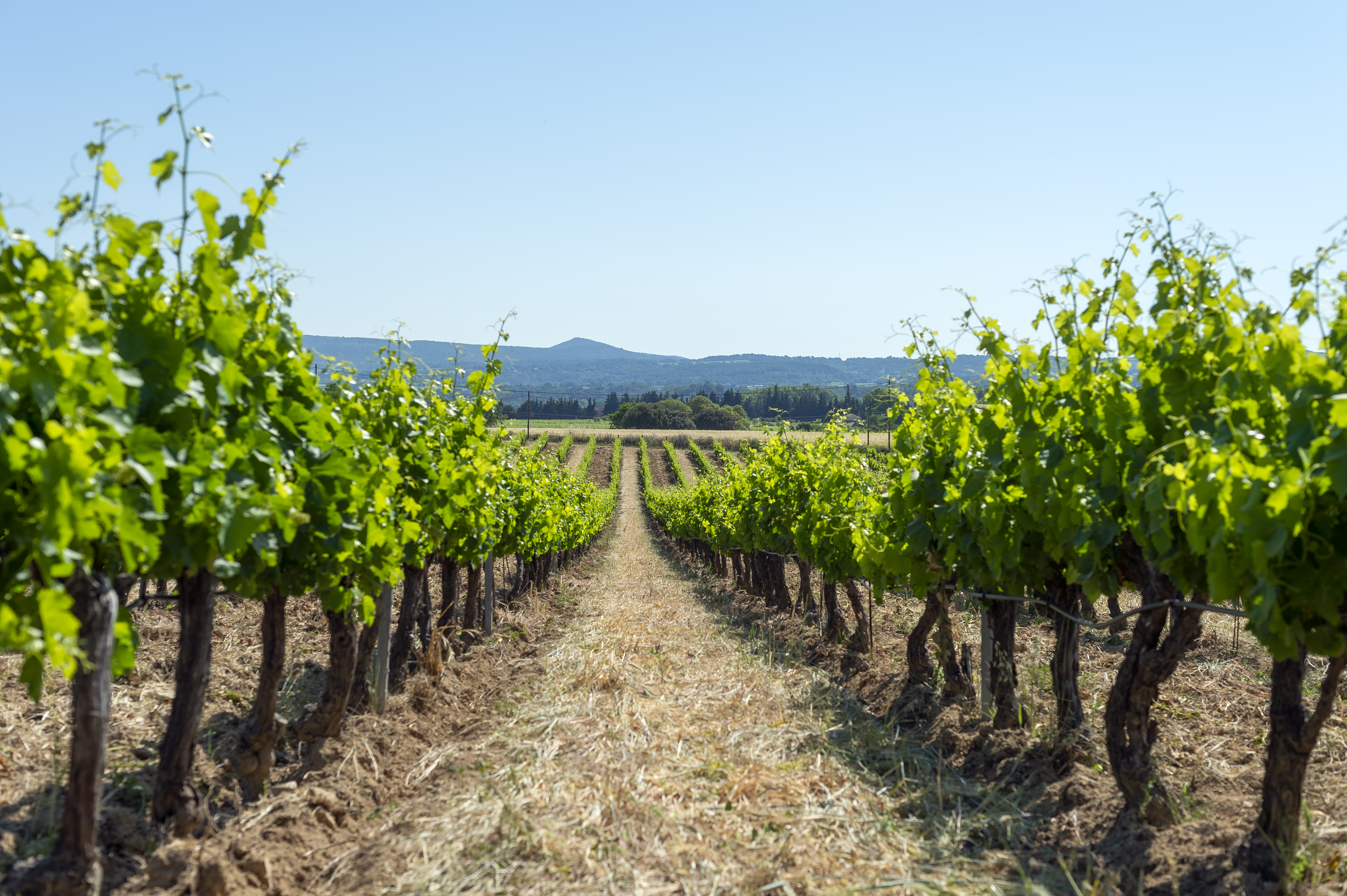 Domaine Saint Jean