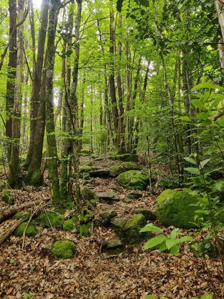 Ballade dans la forêt du Sidobre