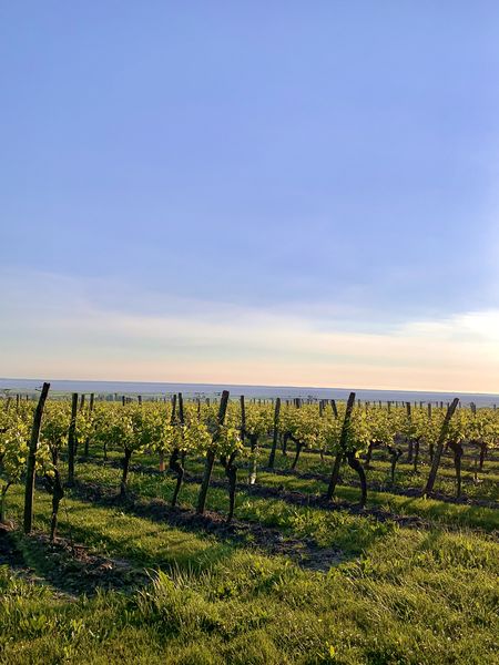 Domaine Cazulet BIO