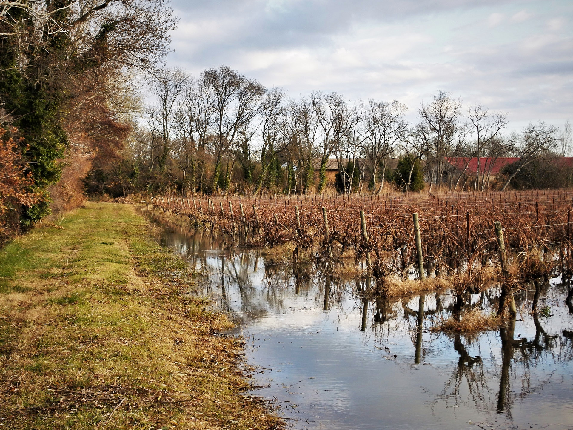 Le vignoble de Camargue, les vins du delta
