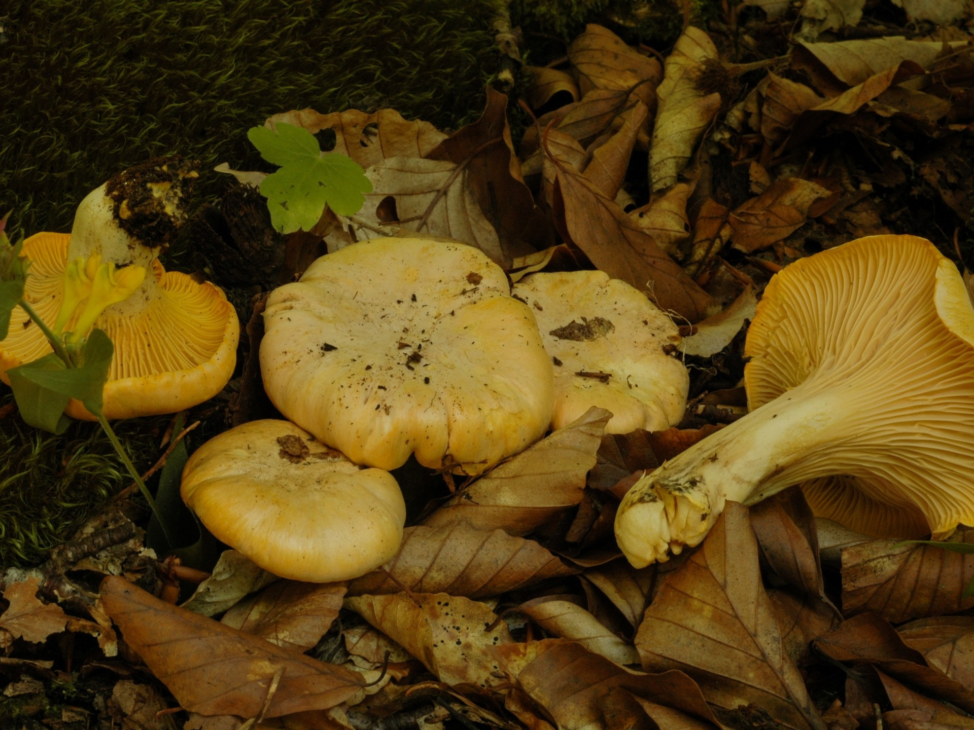 Salon du champignon, Aix-en-Provence - photo 4