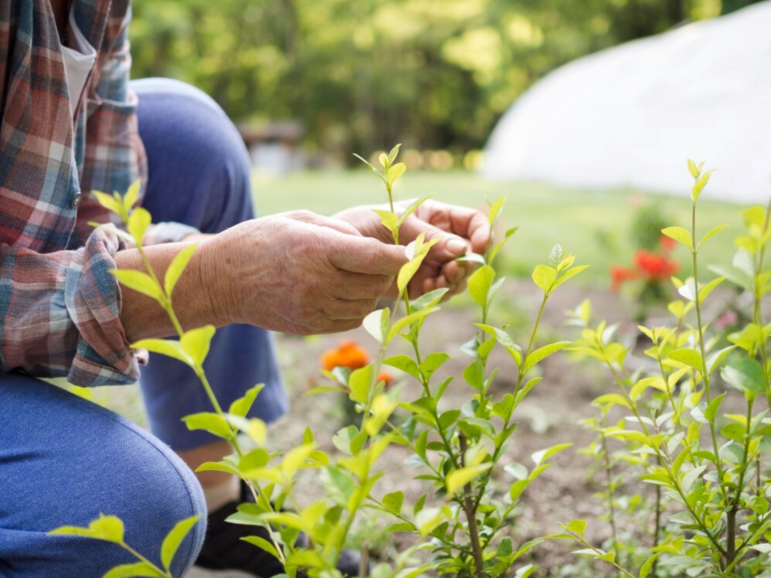 Fête du sol Vivant : Un sol vivant au jardin