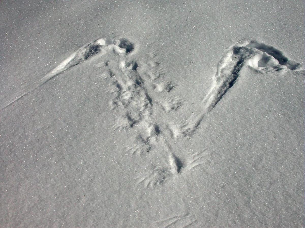 RDV avec le parc national : traces et indices de la faune en hiver