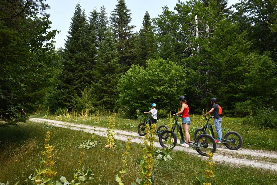 Trottinettes électriques