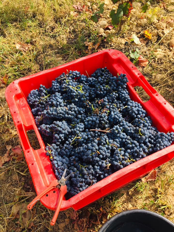caisse de raisins