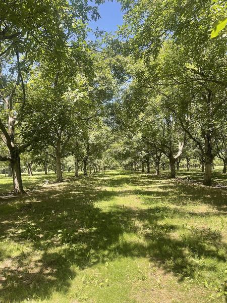 Nos vergers de Noyers