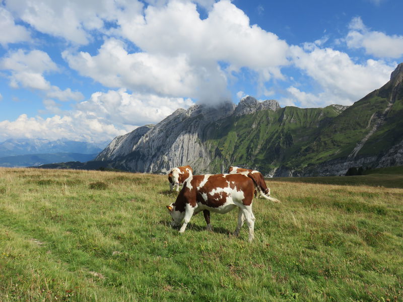 Vaches d'alpage