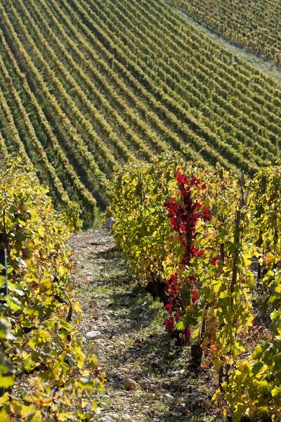 Vignoble de L'Hermitage