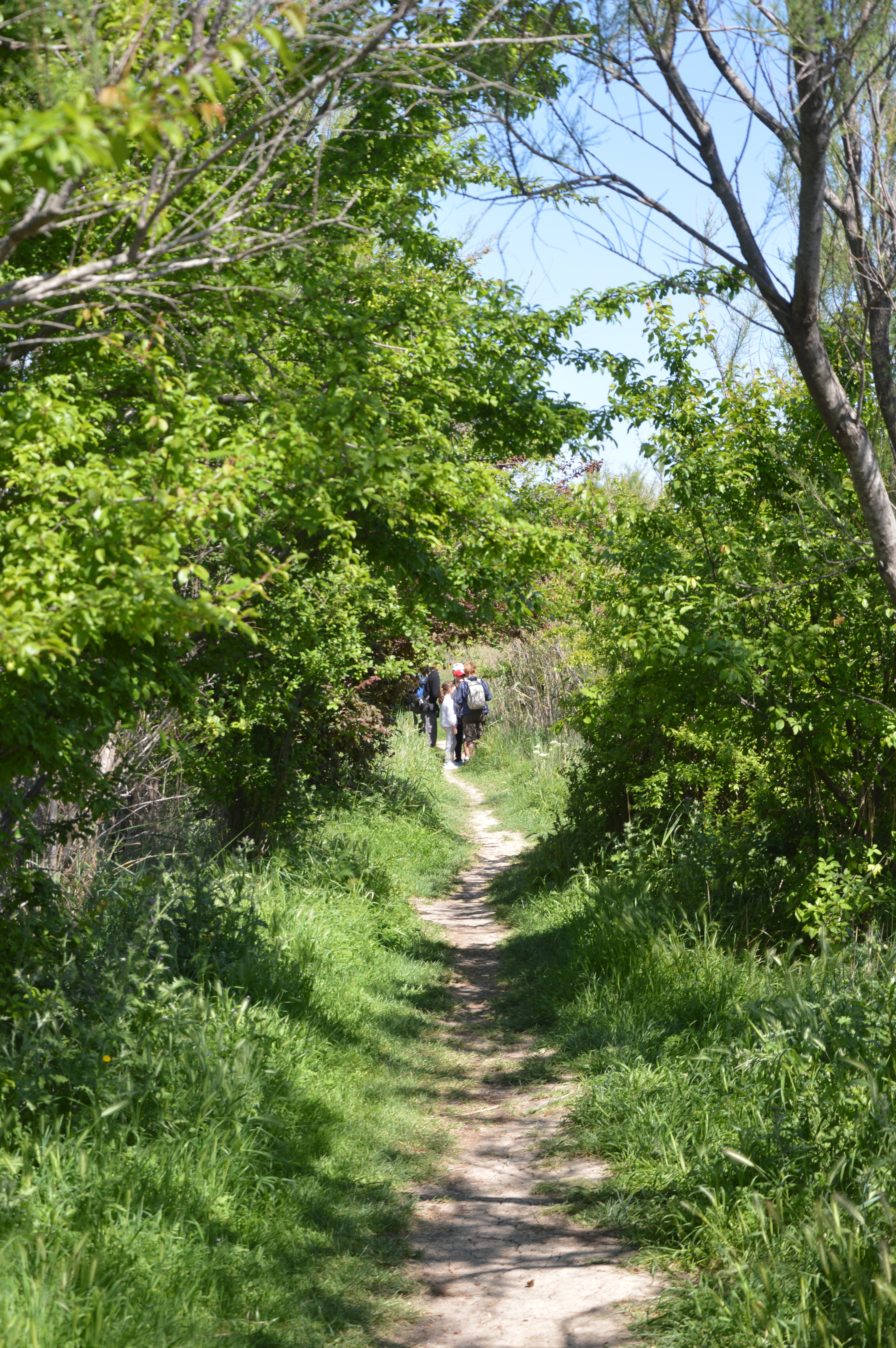 Sentier Petite Camargue de Marignane Les Paluns