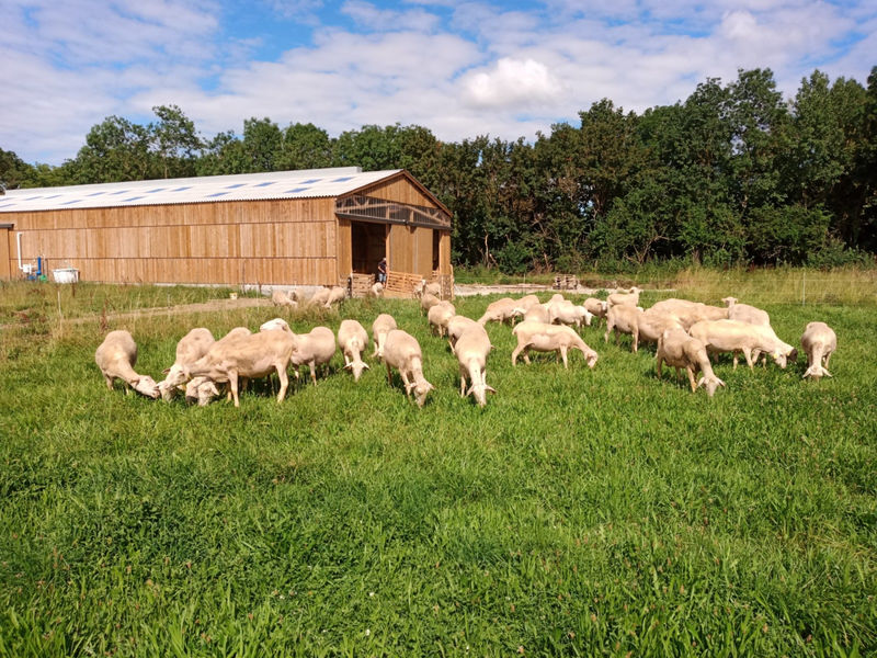 Moutons dans un près à côté de la bergerie