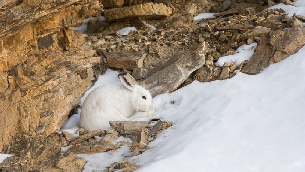 où se cache t'il? - © Bernard PONS