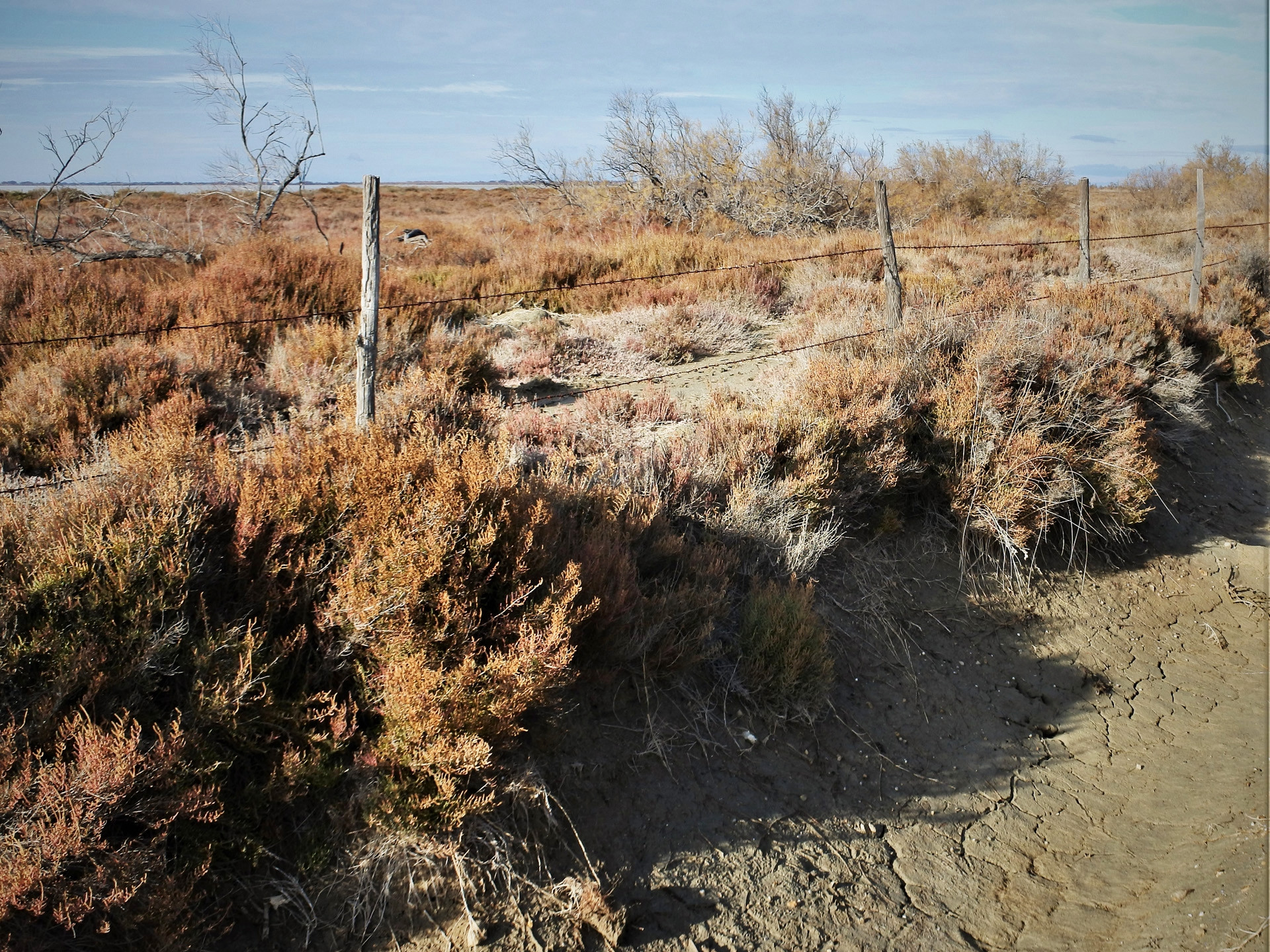 Le vignoble de Camargue, les vins du delta — photo 3