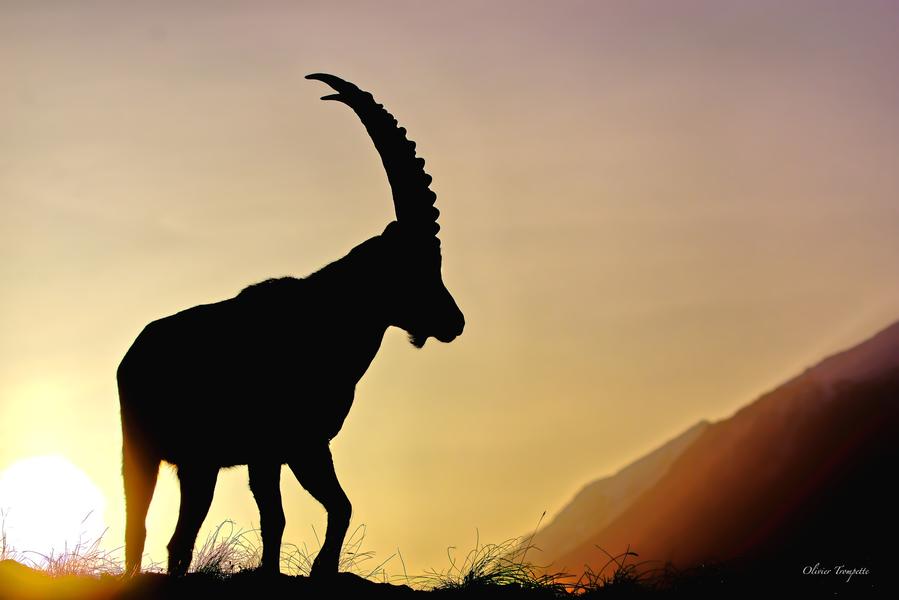 Image Olivier Trompette