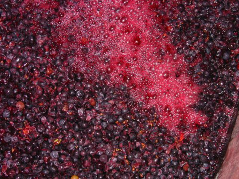 Domaine Coursodon - vendanges