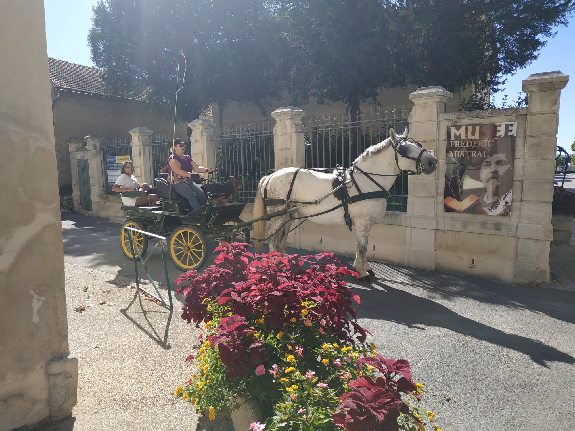 Les Calèches de Mado, Maillane - photo 5