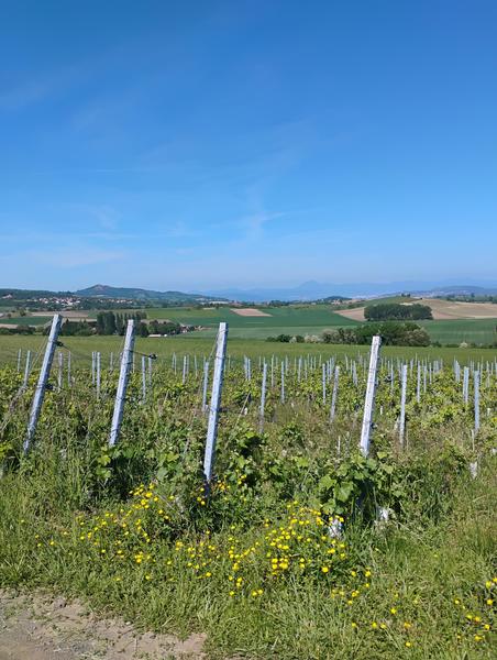 Balade à vélo - Découverte des vins d'Auvergne