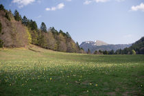 Prairie fleurie