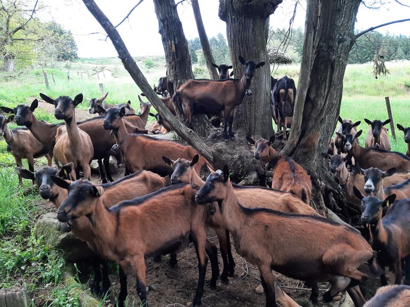 Chèvrerie de Bouchet-Ravaux