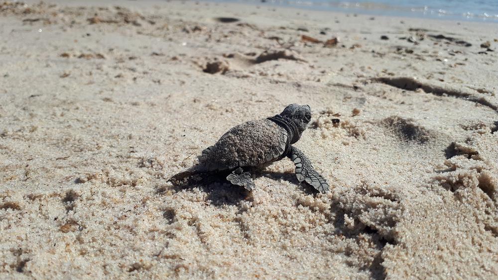 Point Rencontre : Les Tortues marines_Hyères