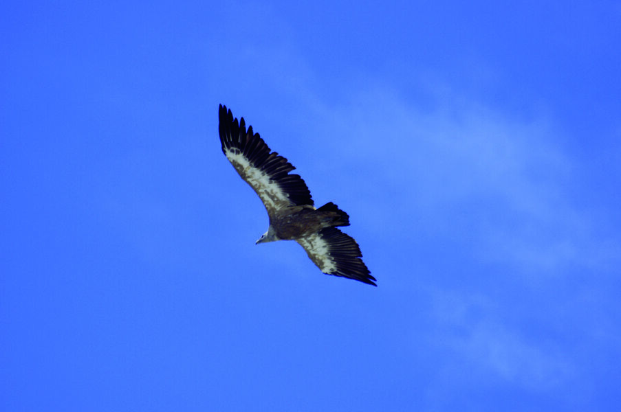 Vautour dans les gorges de l'Eygues