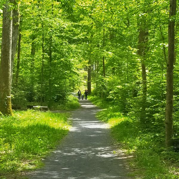Exploration connectée de la forêt de la Comté