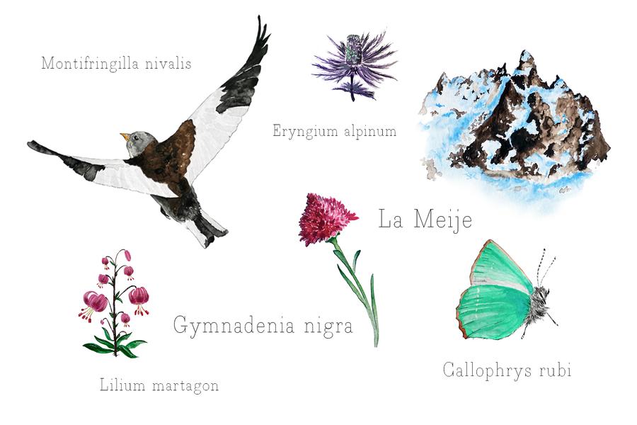 Aquarelle naturaliste