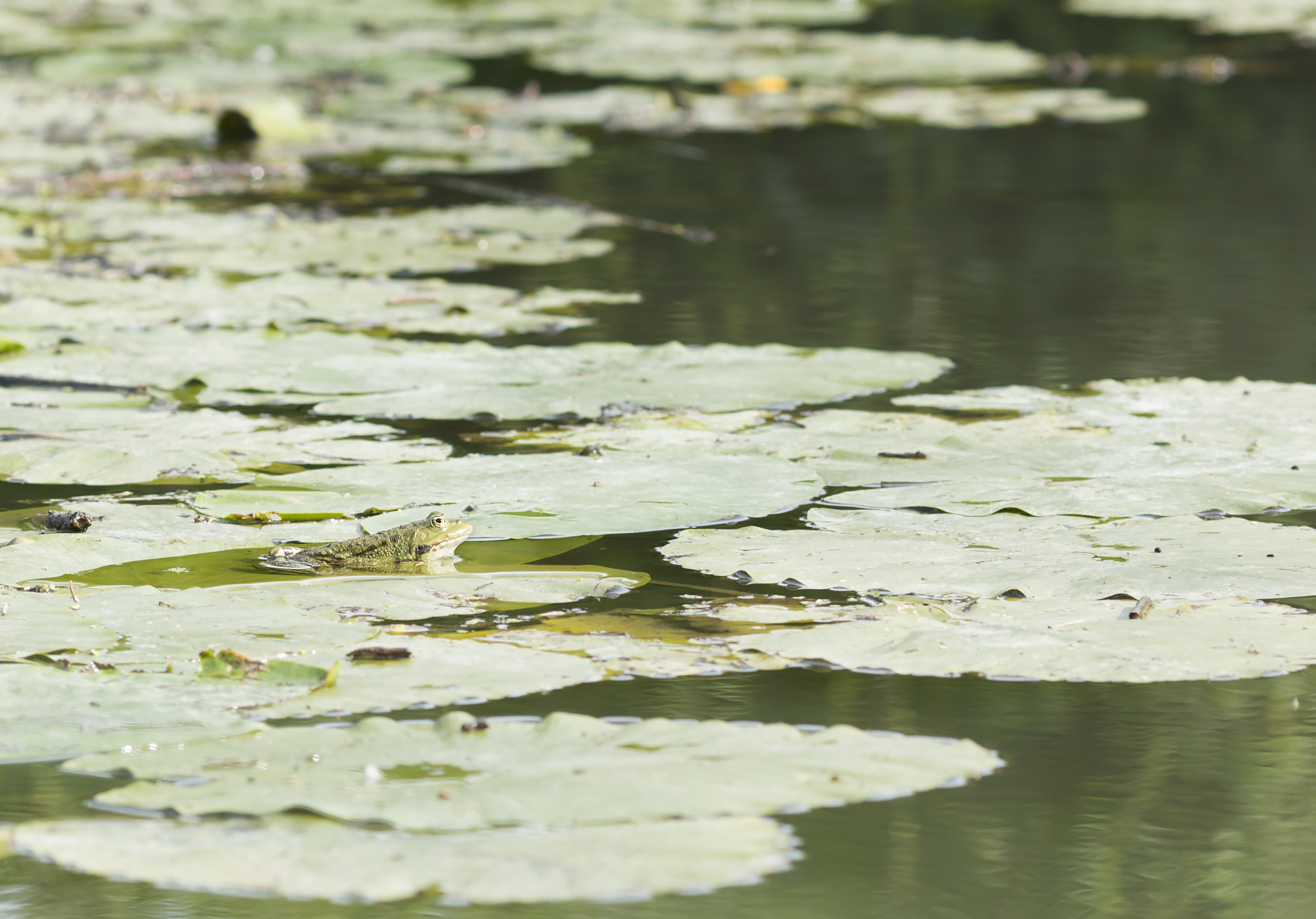 Sauvetage des amphibiens_Sainte-Croix