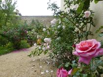 Danser le vivant : à la découverte de la rose et de la sauge_Saint-Antoine-l'Ab…