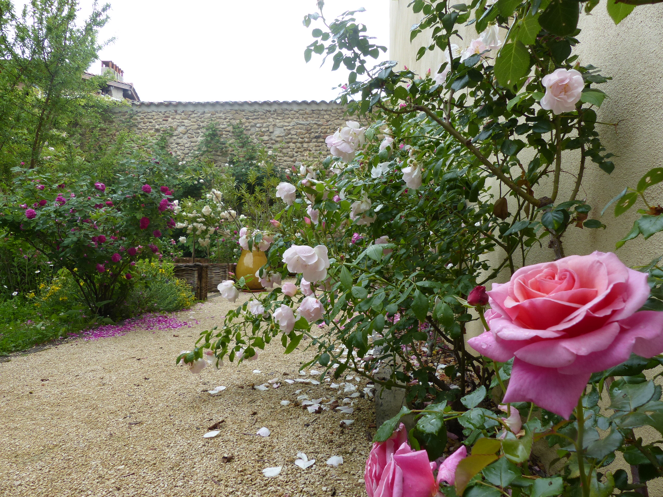 Danser le vivant : à la découverte de la rose et de la sauge_Saint-Antoine-l'Ab…