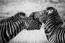 zebras-116925-kuisiscreative